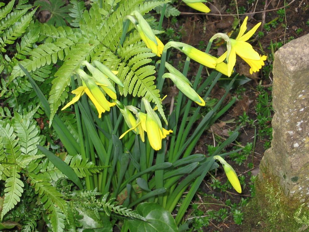 Photo of Cyclamineus Daffodil (Narcissus 'Tweety Bird') uploaded by pjnew