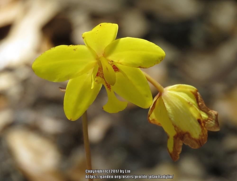 Photo of Ground Orchids (Spathoglottis) uploaded by plantladylin