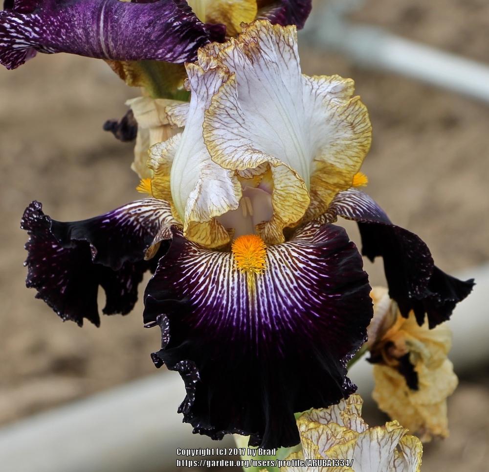 Photo of Tall Bearded Iris (Iris 'Let's Play Dress Up') uploaded by ARUBA1334