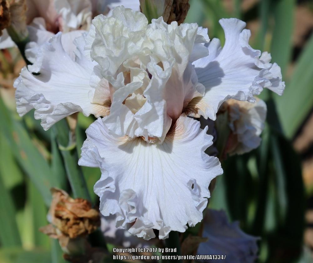Photo of Tall Bearded Iris (Iris 'I Have This Dance') uploaded by ARUBA1334