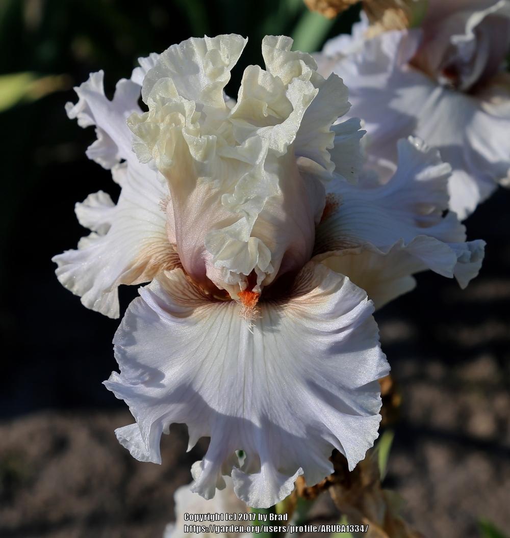 Photo of Tall Bearded Iris (Iris 'I Have This Dance') uploaded by ARUBA1334
