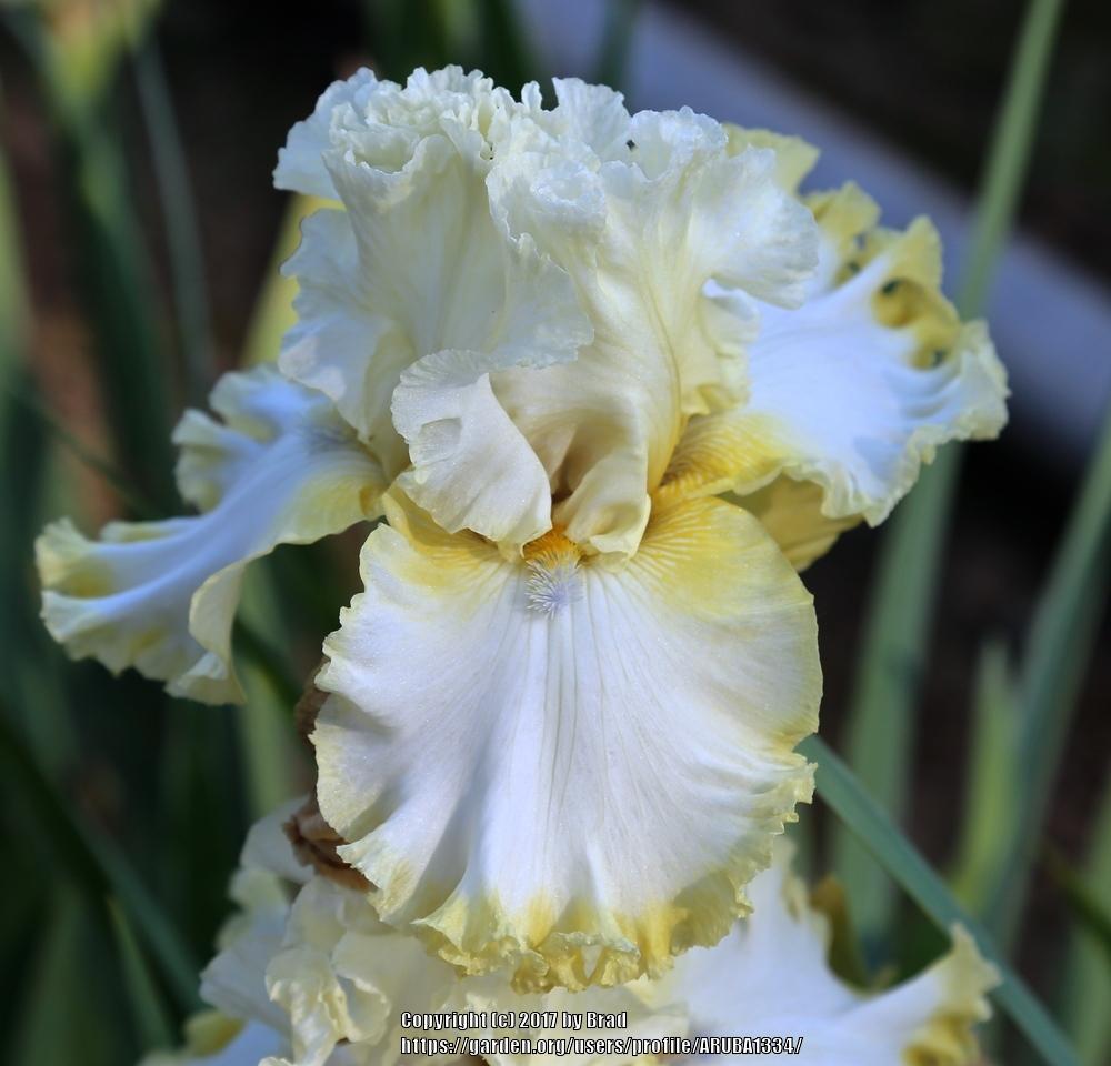 Photo of Tall Bearded Iris (Iris 'Light of Day') uploaded by ARUBA1334