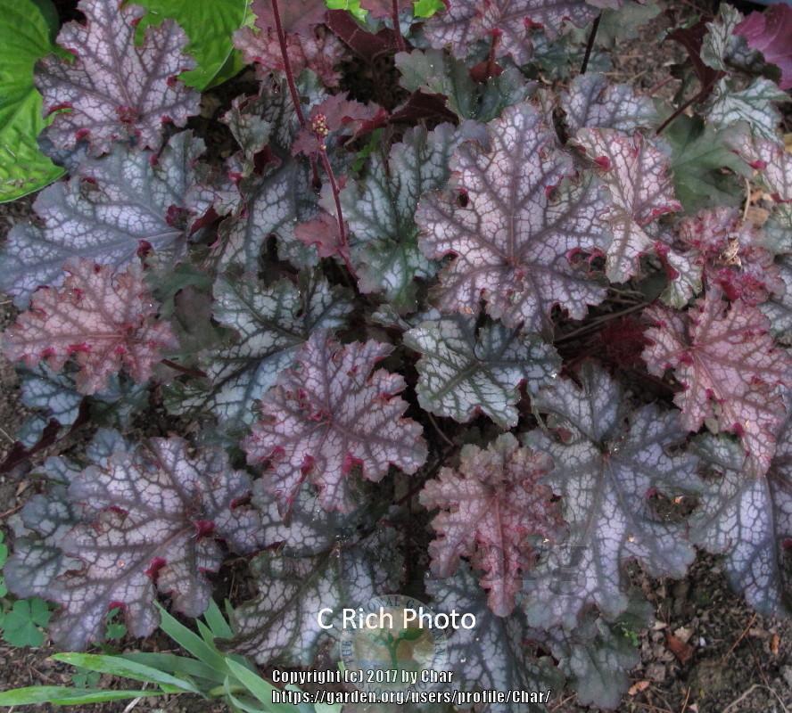 Photo of Coral Bells (Heuchera 'Can Can') uploaded by Char