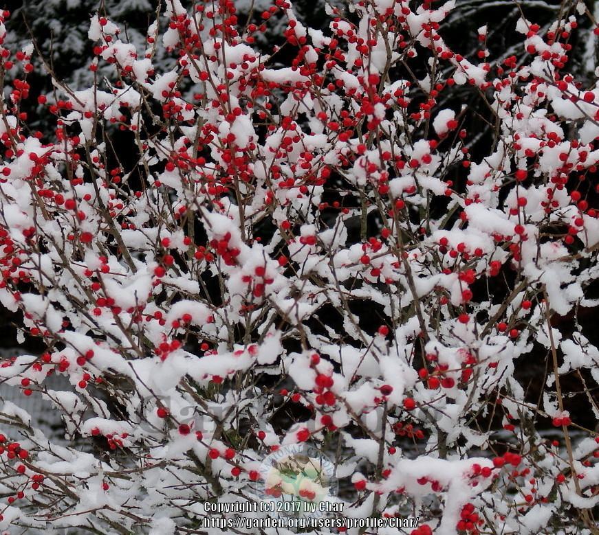 Photo of Winterberry Holly (Ilex verticillata 'Red Sprite') uploaded by Char
