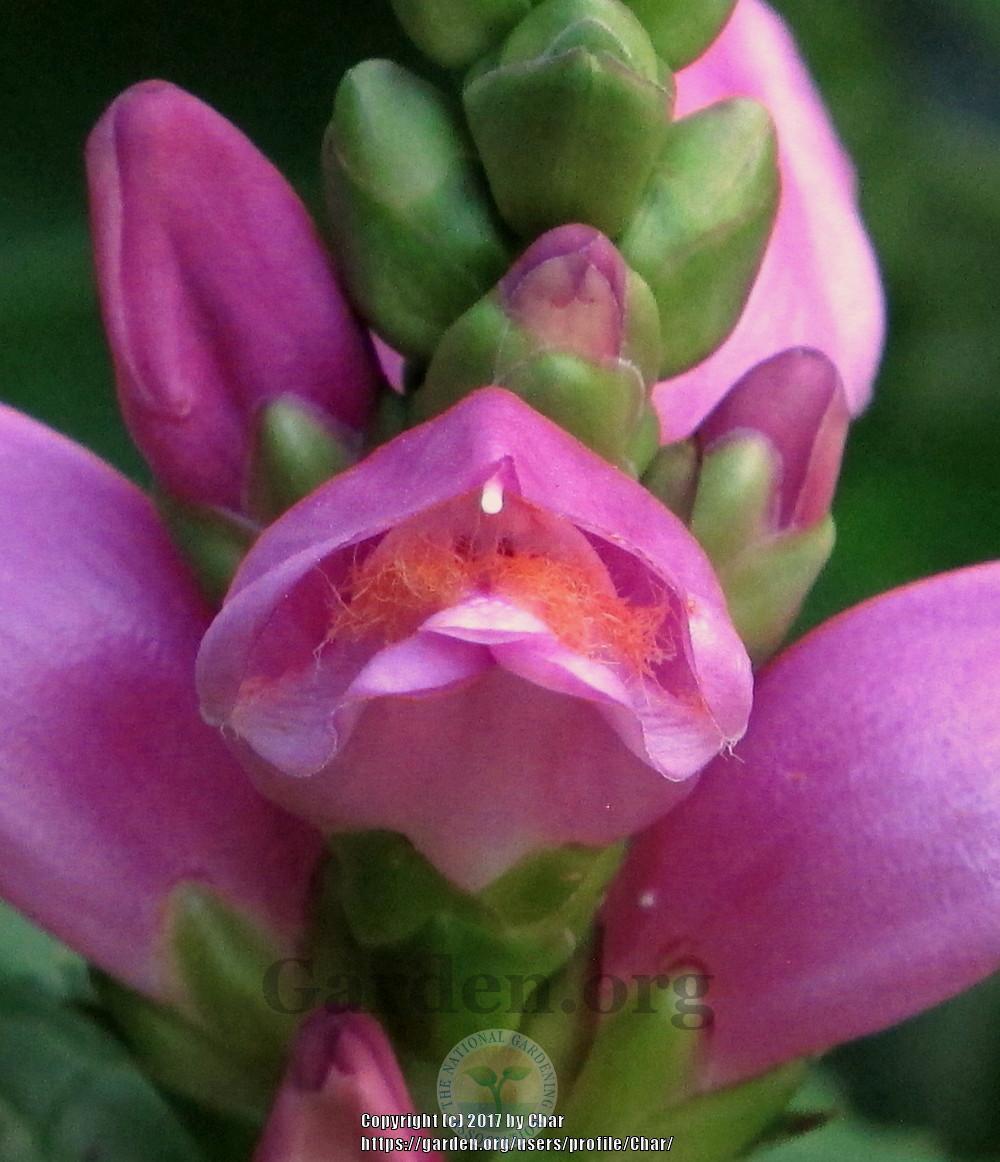 Photo of Pink Turtlehead (Chelone lyonii 'Hot Lips') uploaded by Char