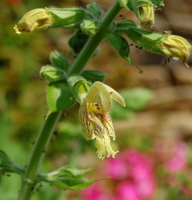 Photo of Sticky Sage (Salvia glutinosa) uploaded by longk