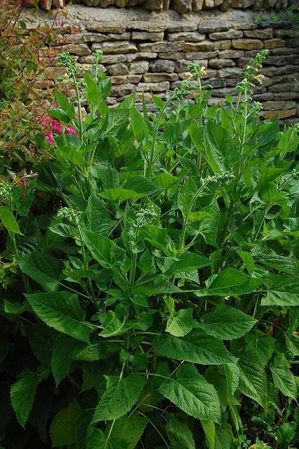 Photo of Sticky Sage (Salvia glutinosa) uploaded by longk
