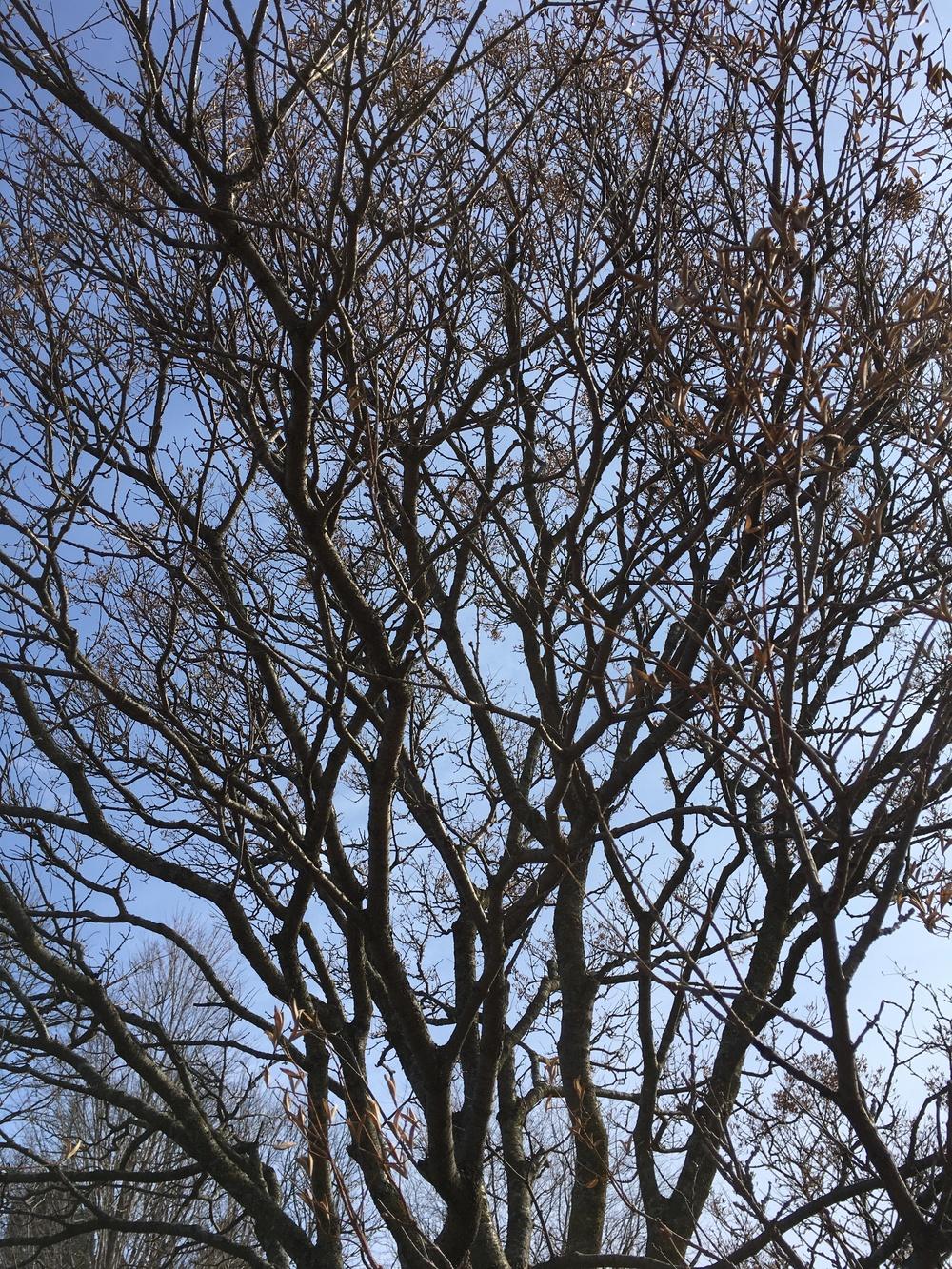 Photo of Japanese Tree Lilac (Syringa reticulata) uploaded by Anderwood