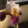 The Adah Kilpatrick Iris that was named after my great-aunt