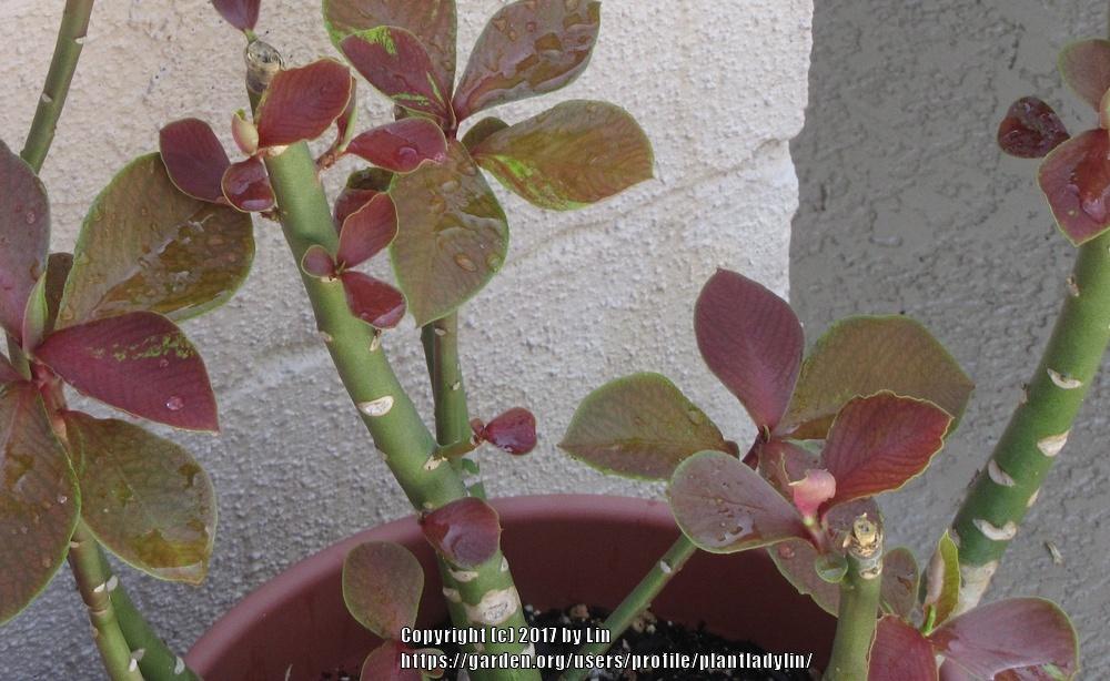 Photo of African Milk Bush (Euphorbia bicompacta var. rubra) uploaded by plantladylin