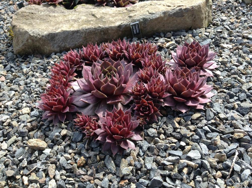 Photo of Hen and Chicks (Sempervivum 'Pacific Jordan') uploaded by tcstoehr