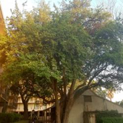 Location: San Antonio, TX
Date: 2017-03-12
This tree was labeled as the largest living specimen of its speci