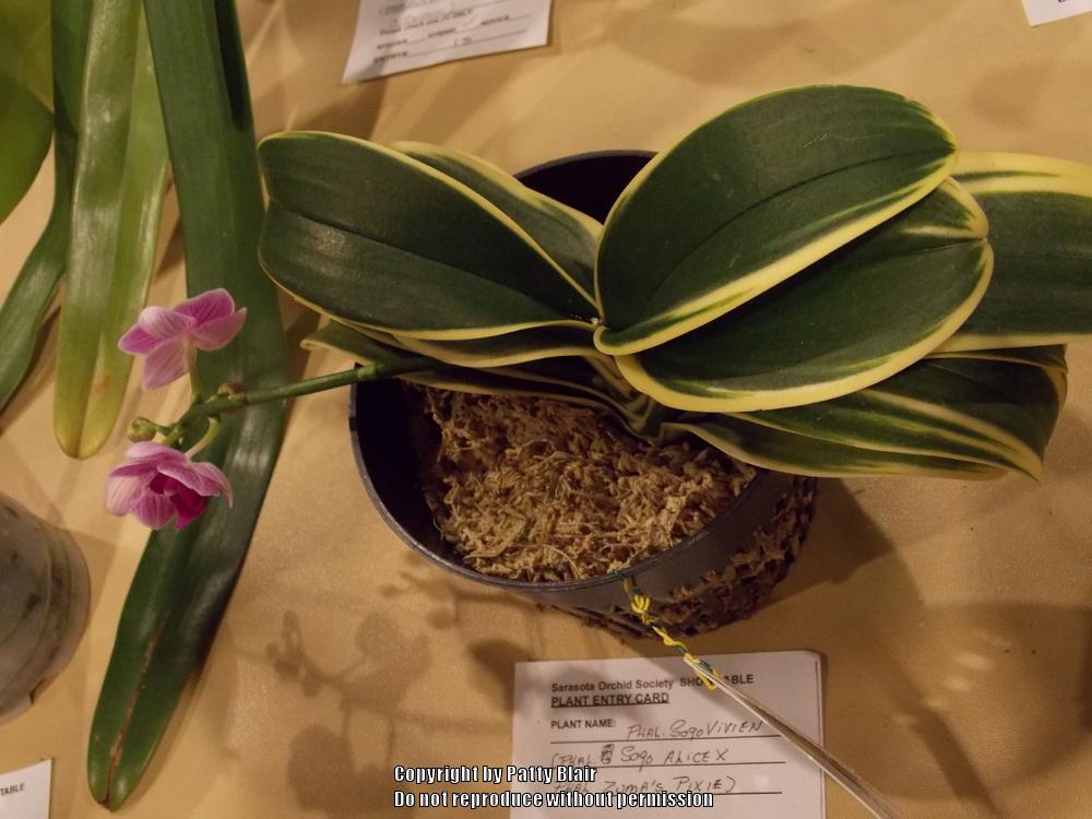 Photo of Orchid (Phalaenopsis Sogo Vivien) uploaded by SarasotaPatty