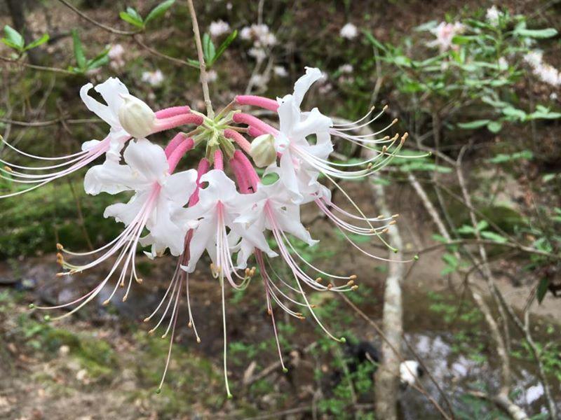 Photo of Pinxter Azalea (Rhododendron canescens) uploaded by pod