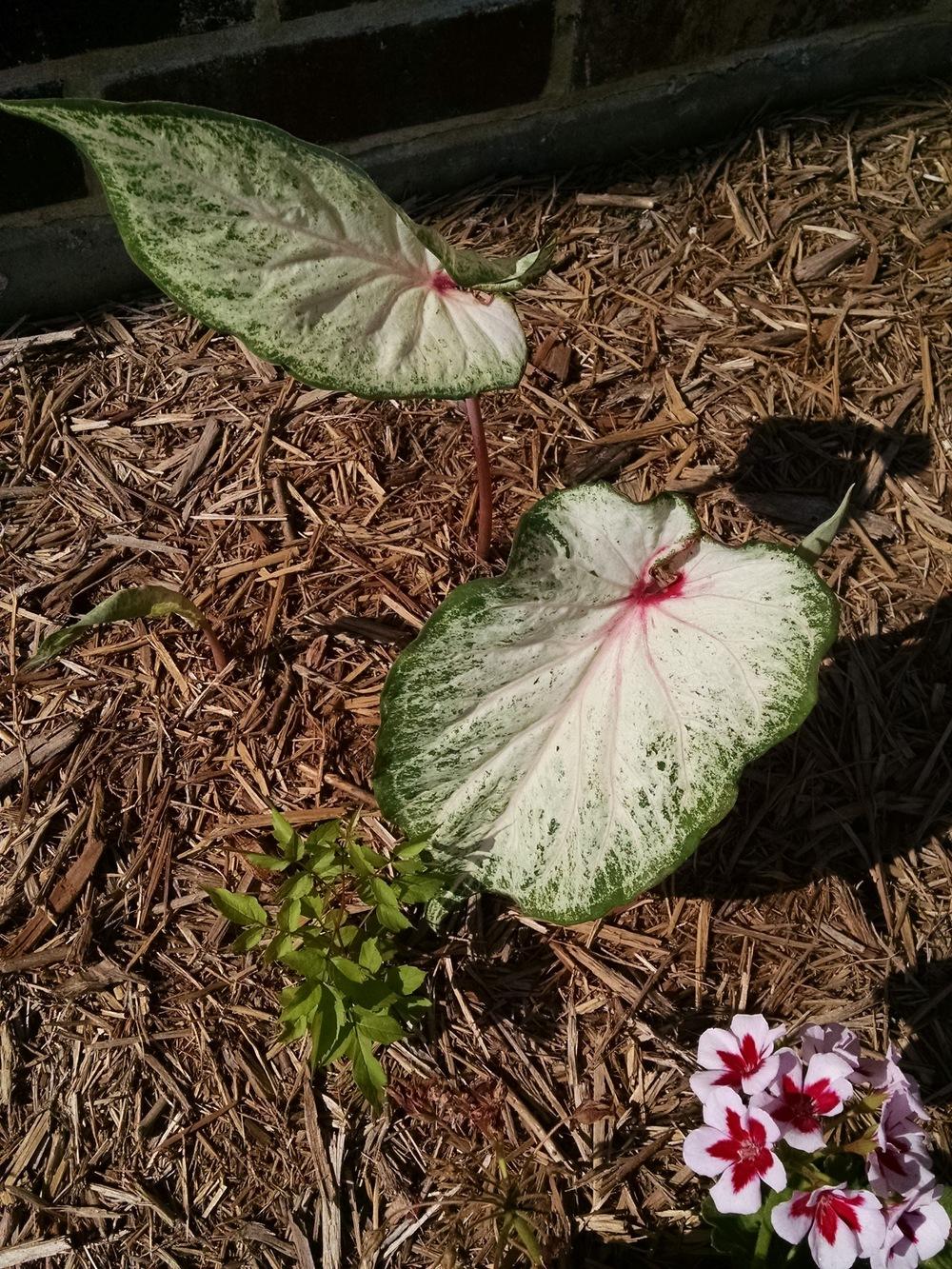 Photo of Caladium Heart to Heart™ White Star uploaded by variegatagal