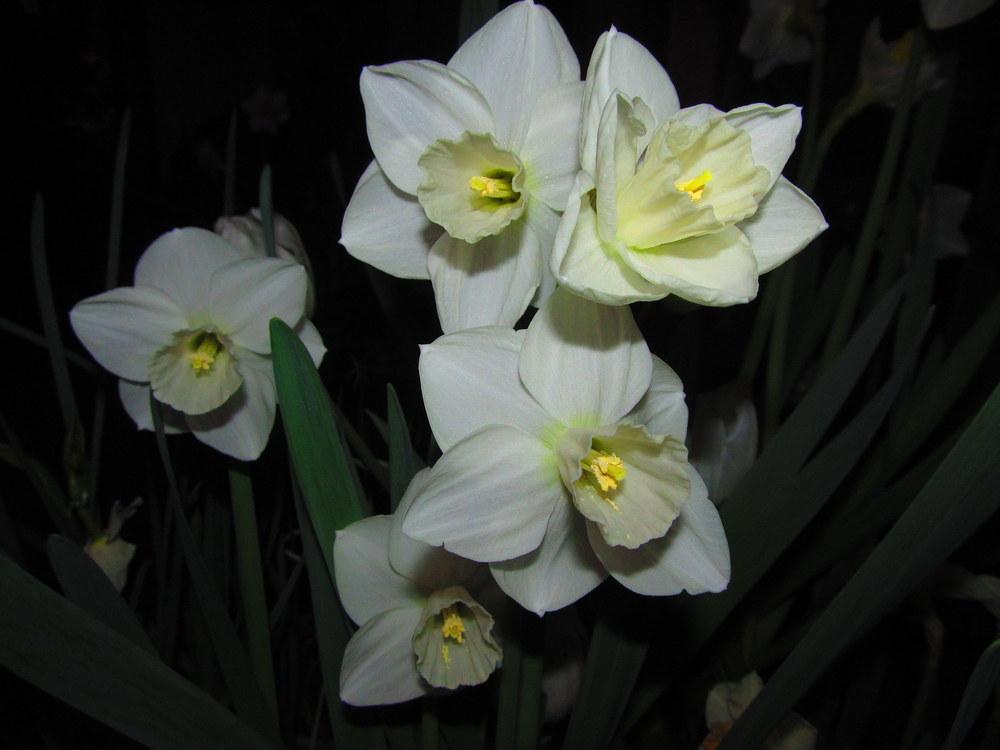 Photo of Large Cupped Daffodil (Narcissus 'Snowboard') uploaded by jmorth