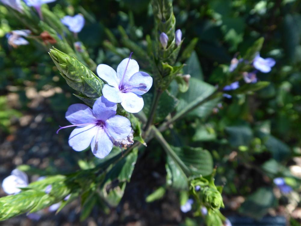 Photo of Blue Sage (Eranthemum pulchellum) uploaded by mellielong