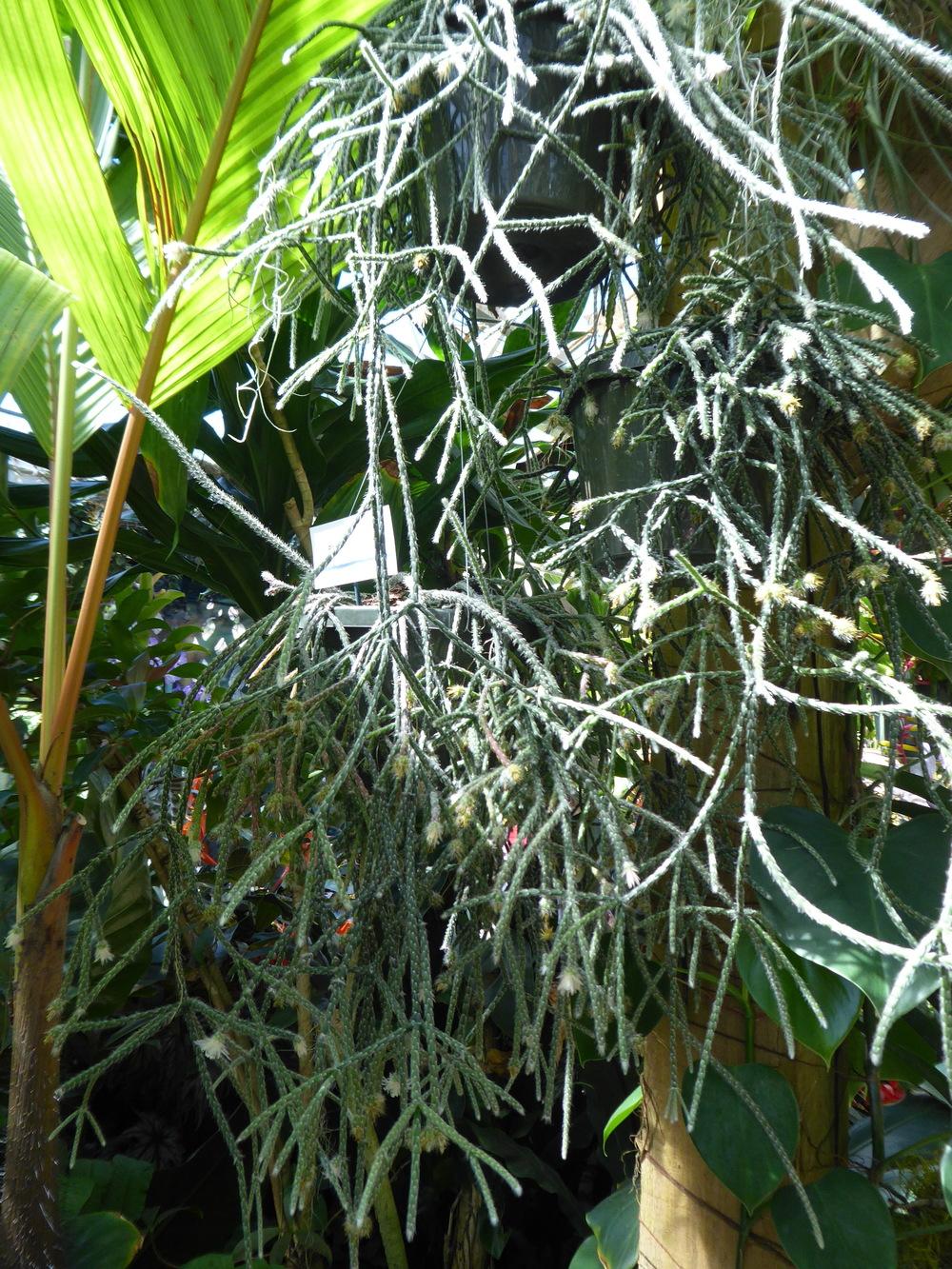Photo of Mistletoe Cactus (Rhipsalis pilocarpa) uploaded by mellielong