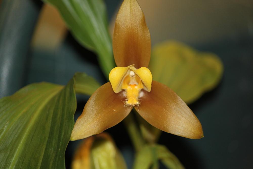 Photo of Orchid (Lycaste lasioglossa) uploaded by DigginDirt