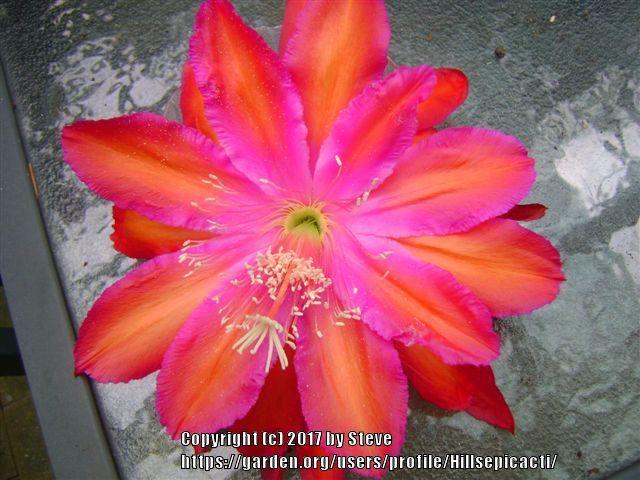 Photo of Hybrid Epiphyllum (Epiphyllum 'Impossible Dream') uploaded by Hillsepicacti