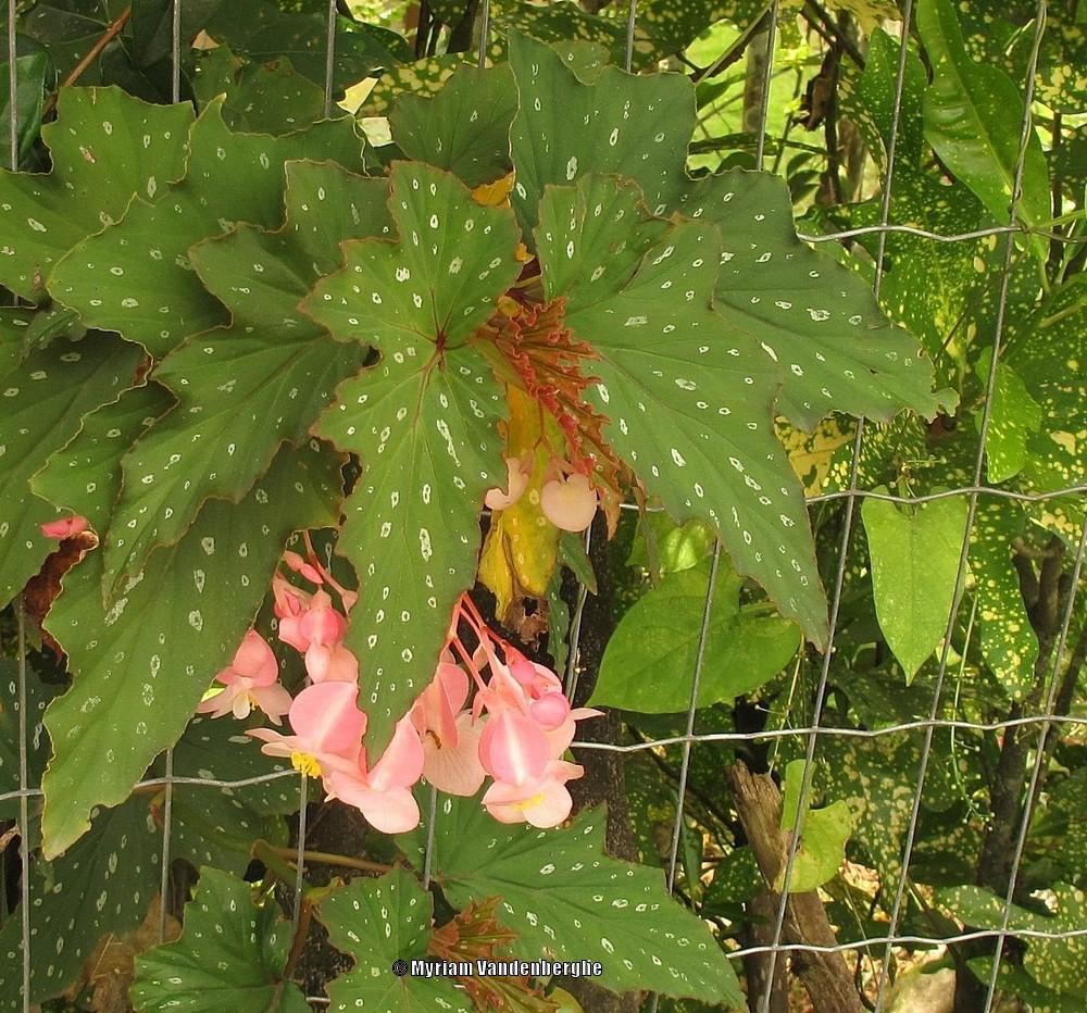 Photo of Cane Begonia (Begonia aconitifolia) uploaded by bonitin