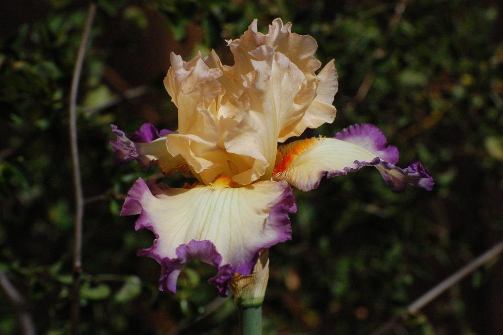 Photo of Tall Bearded Iris (Iris 'Ginny Mitchell') uploaded by coboro