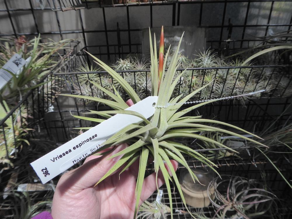 Photo of Air Plant (Tillandsia espinosae) uploaded by mellielong