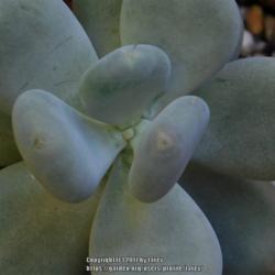 Location: In our garden - San Joaquin County, CA
Date: 2017-03-16
Pachyveria 'Blue Pearl'