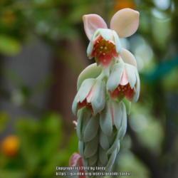 Location: In our garden - San Joaquin County, CA
Date: 2016-04-07
Blooms and bloomstalk of Pachyveria 'Blue Pearl'
