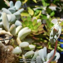 Location: In our garden - San Joaquin County, CA
Date: 2016-04-01
Pachyveria 'Blue Pearl' in bloom