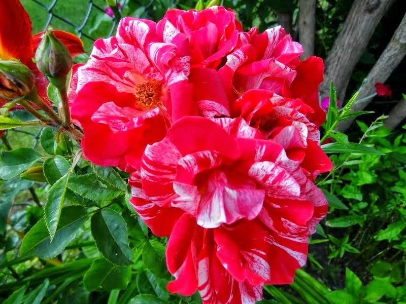 Photo of Rose (Rosa 'Papageno') uploaded by Orsola