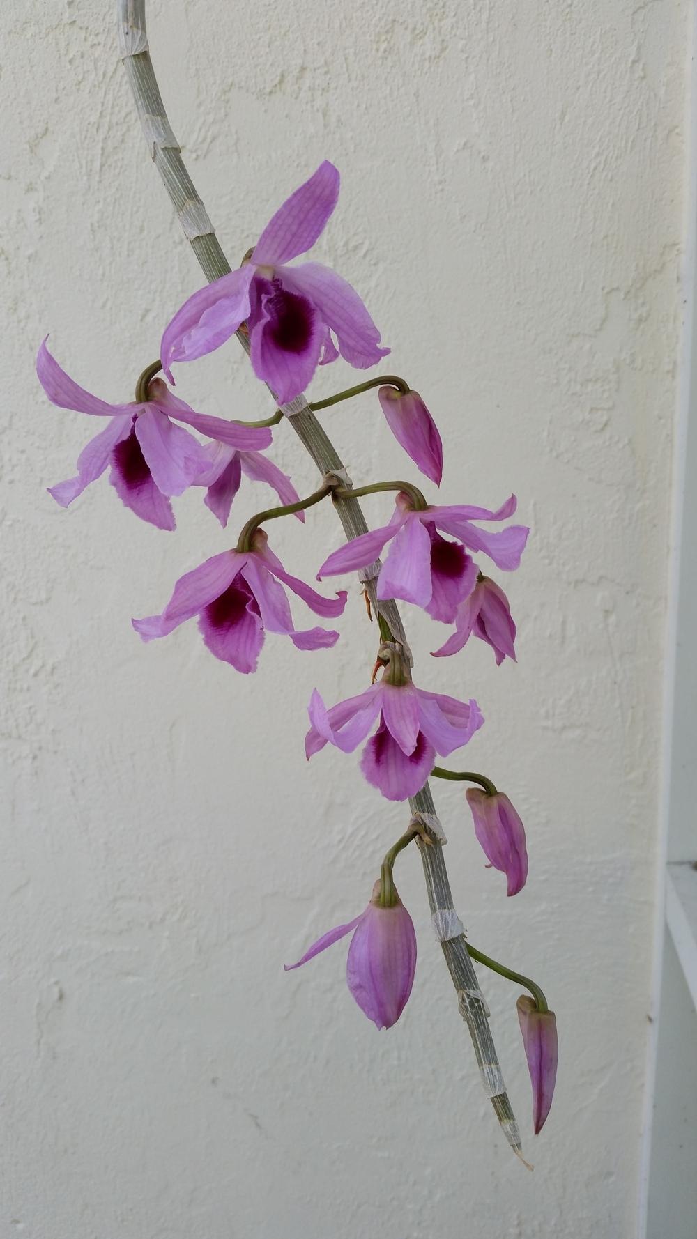 Photo of Orchid (Dendrobium anosmum) uploaded by dyzzypyxxy