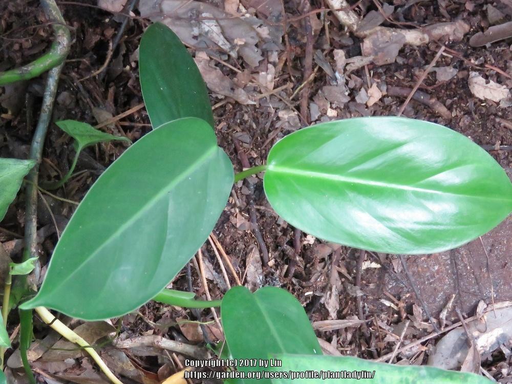 Photo of Spade Leaf Philodendron (Philodendron 'Fantasy') uploaded by plantladylin