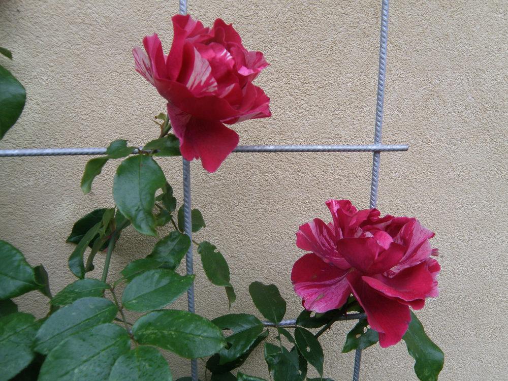 Photo of Rose (Rosa 'Guy Savoy') uploaded by IrisLilli