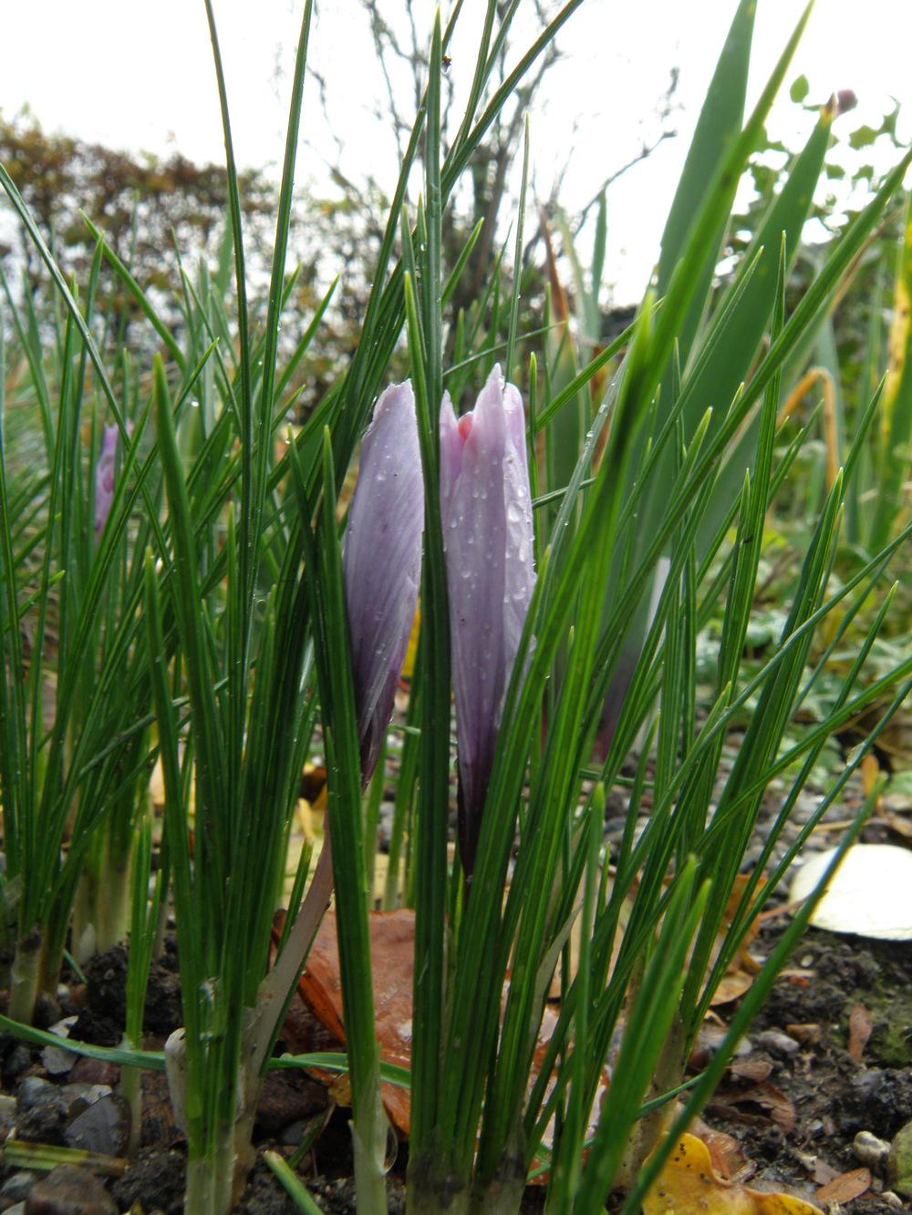 Photo of Saffron Crocus (Crocus sativus) uploaded by IrisLilli