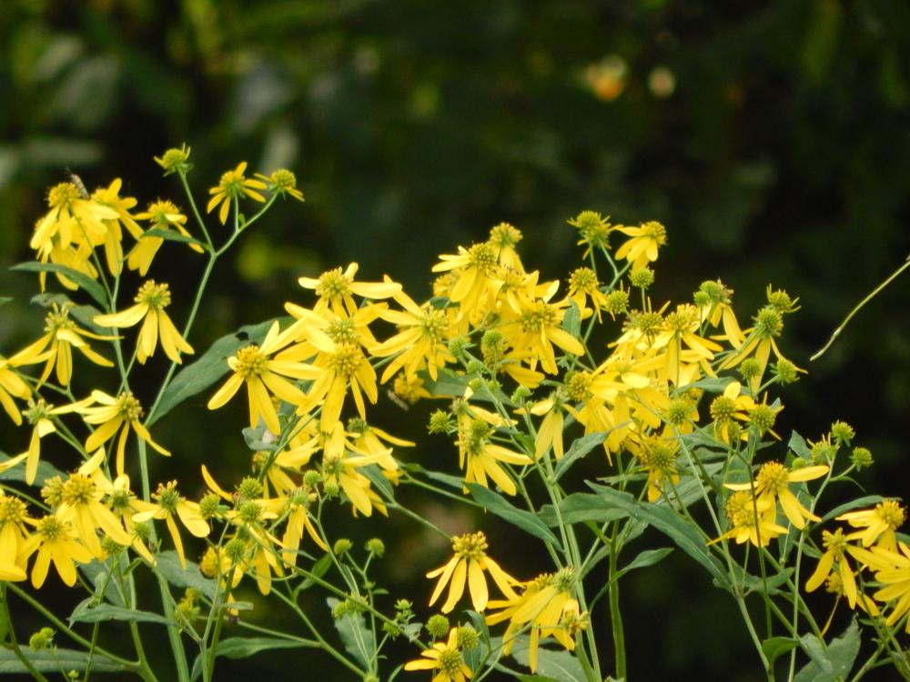 Photo of Wingstem (Verbesina alternifolia) uploaded by beenthere