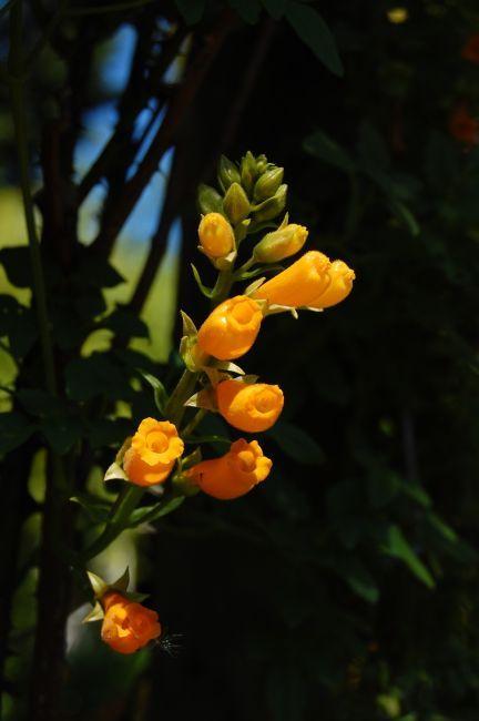 Photo of Chilean Glory Flower (Eccremocarpus scaber) uploaded by longk