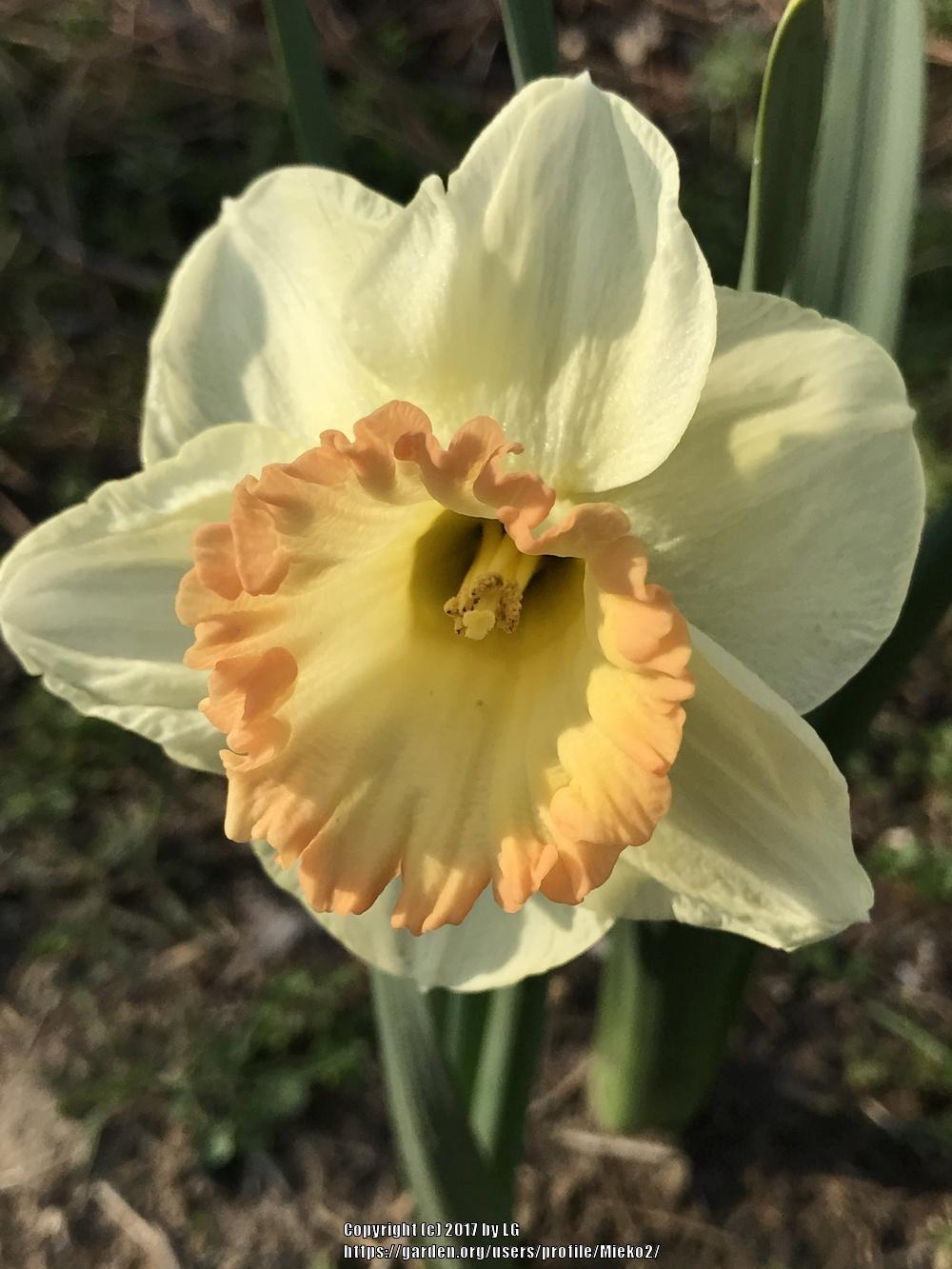 Photo of Large Cupped Daffodil (Narcissus 'Martha Stewart') uploaded by Mieko2