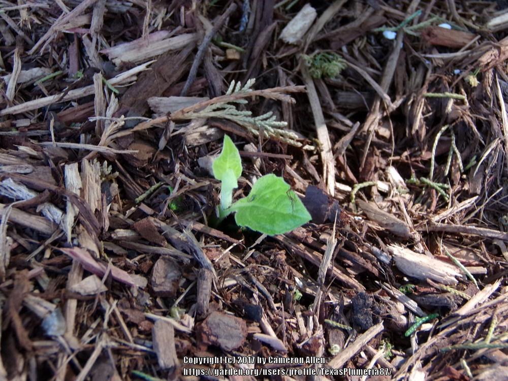 Photo of Frostweed (Verbesina virginica) uploaded by TexasPlumeria87