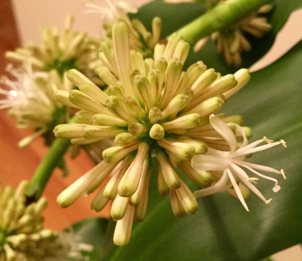 Photo of Corn Plant (Dracaena fragrans) uploaded by scflowers