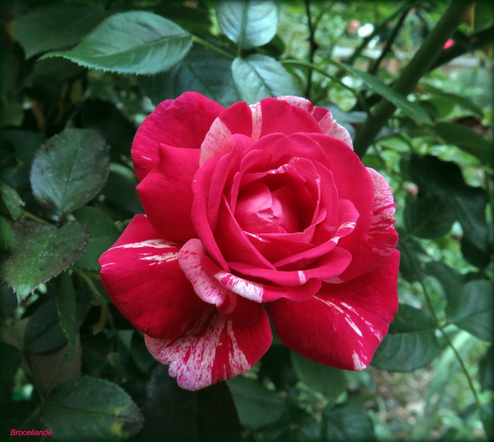 Photo of Rose (Rosa 'Broceliande') uploaded by MargieNY