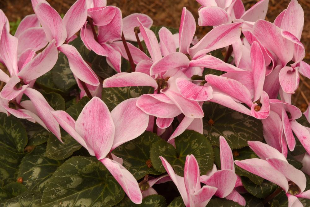 Photo of Florist's Cyclamen (Cyclamen persicum) uploaded by cliftoncat