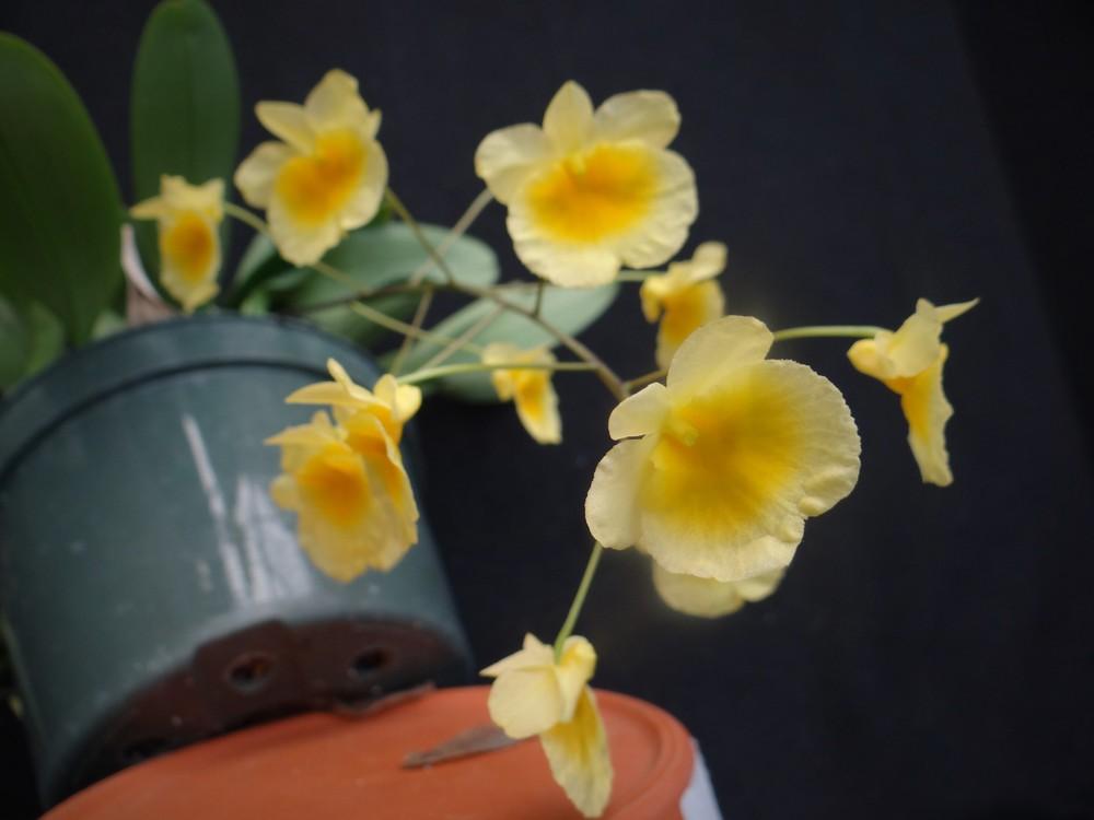 Photo of Orchid (Dendrobium lindleyi) uploaded by hawkarica