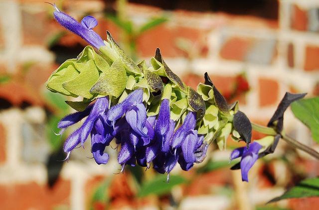Photo of Salvia (Salvia atrocyanea) uploaded by longk