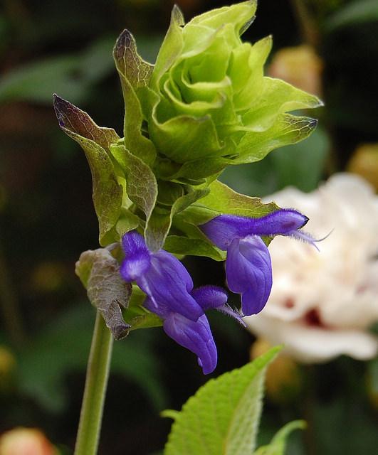 Photo of Salvia (Salvia atrocyanea) uploaded by longk