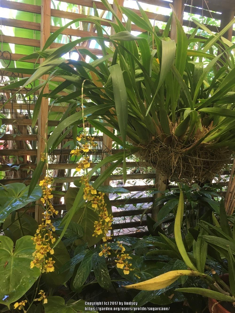 Photo of Golden Shower Orchid (Oncidium sphacelatum) uploaded by sugarcane