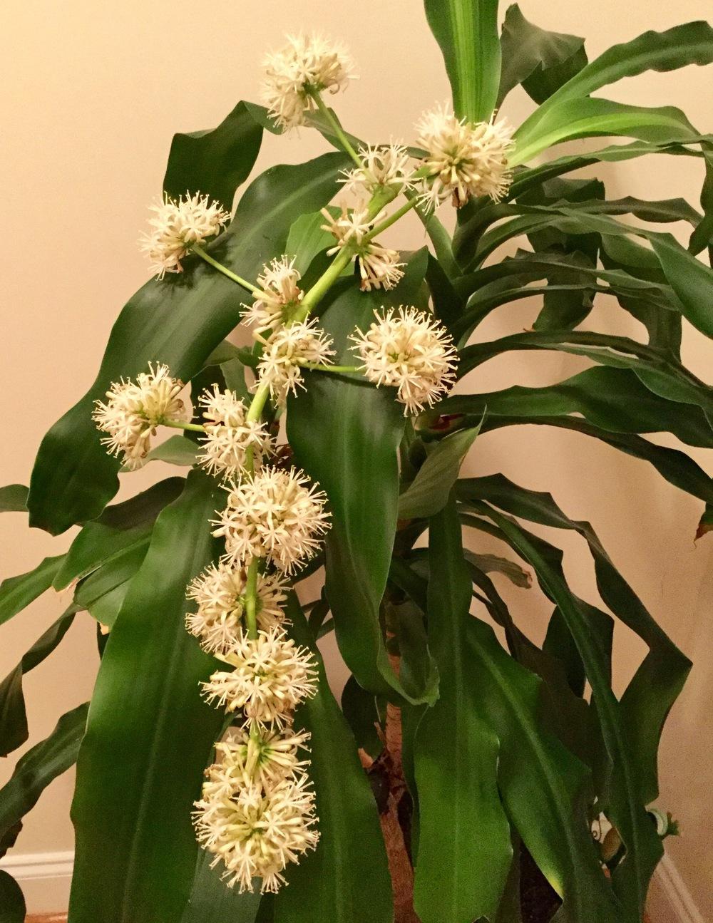 Photo of Corn Plant (Dracaena fragrans) uploaded by scflowers