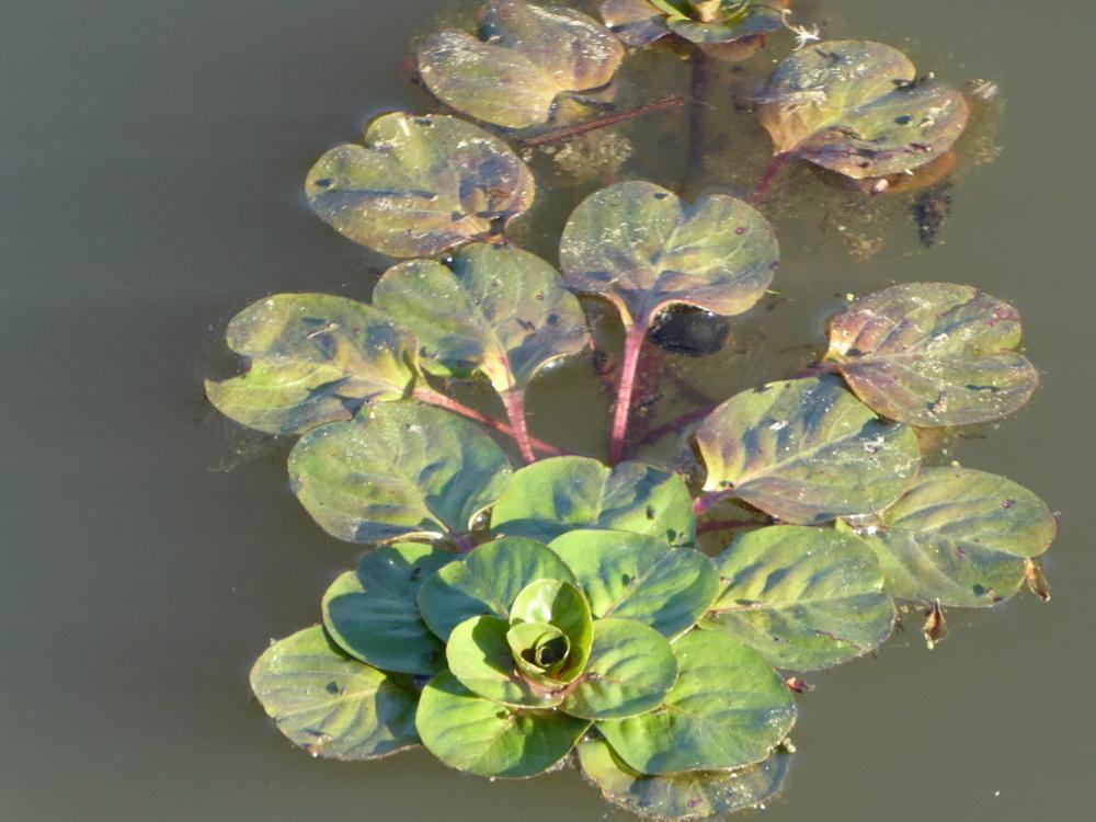 Photo of Water Primrose (Ludwigia peploides) uploaded by wildflowers