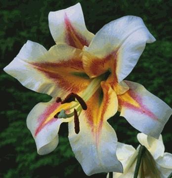 Photo of Lily (Lilium 'American Sensation') uploaded by Cinta
