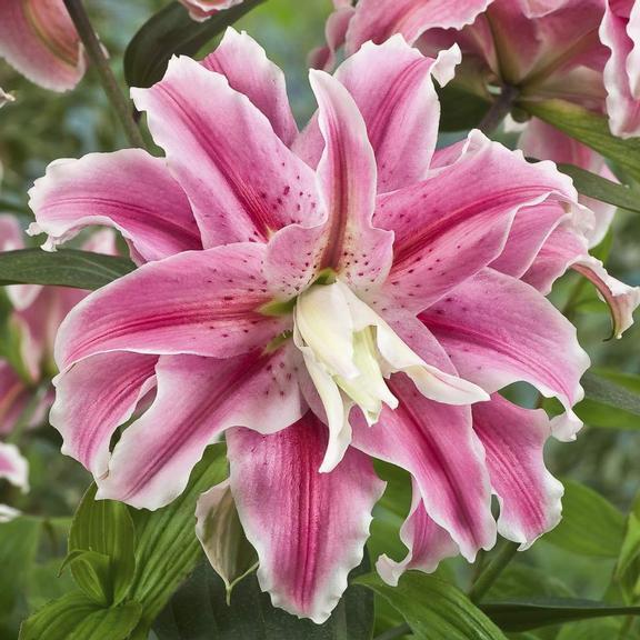 Photo of Lily (Lilium 'Distant Drum') uploaded by Cinta